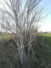 Fraxinus excelsior