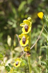 Ophrys lutea lutea