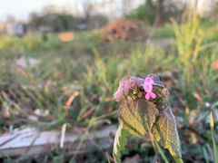 Lamium purpureum