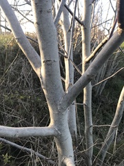 Fraxinus excelsior