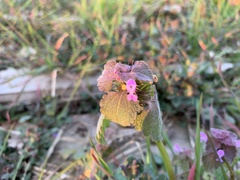 Lamium purpureum