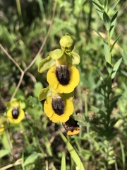 Ophrys lutea lutea