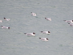 Chroicocephalus ridibundus