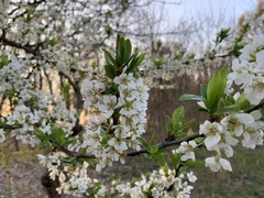 Prunus