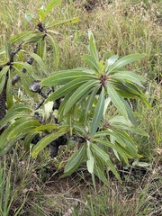 Protea caffra falcata