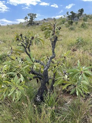 Protea caffra falcata