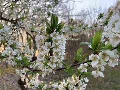 Prunus