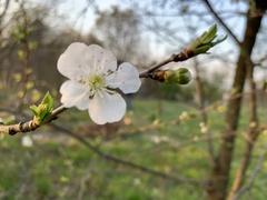 Prunus cerasus