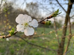 Prunus cerasus