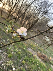 Prunus cerasus