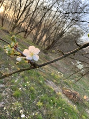 Prunus cerasus
