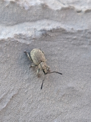 Peritelini