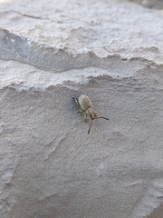 Peritelini