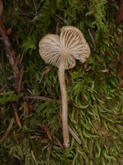 Pseudolaccaria