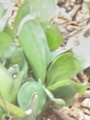 Mertensia virginica