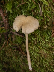 Pseudolaccaria