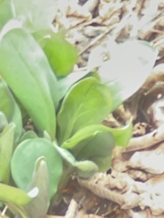 Mertensia virginica
