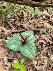 Trillium decumbens