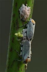 Aetalion reticulatum