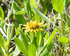 Borrichia frutescens image