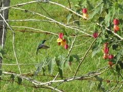 Schistes albogularis