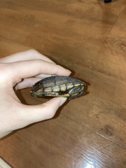 Kinosternon subrubrum