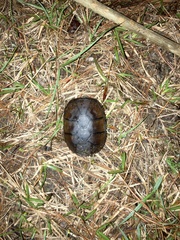 Kinosternon subrubrum