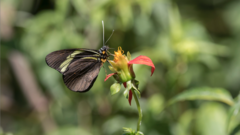 Pereute charops charops