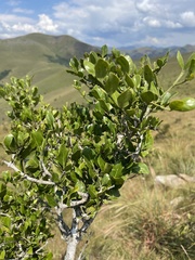 Psydrax obovata elliptica