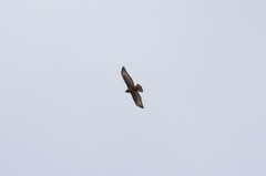 Buteo buteo vulpinus