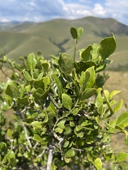 Psydrax obovata elliptica