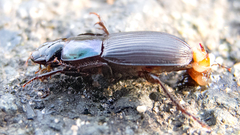 Harpalus caspius