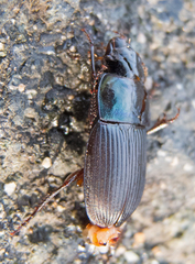 Harpalus caspius