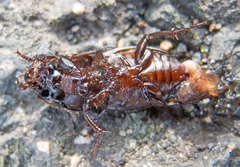 Harpalus caspius