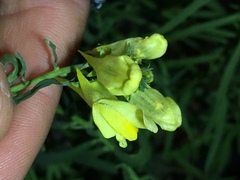 Linaria vulgaris