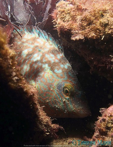 Corkwing wrasse (Symphodus melops) — Labridae — 4