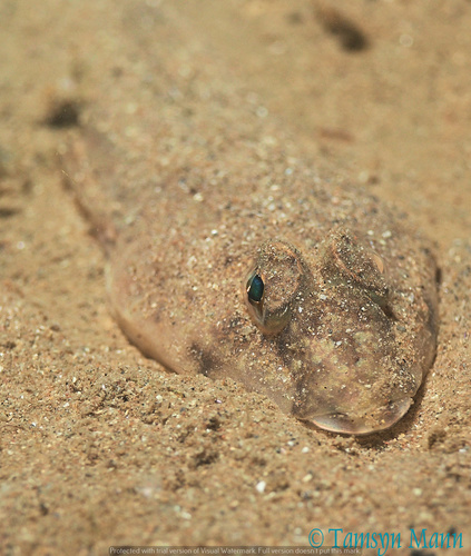 Common Dragonet, Torbay, UK, photo 9 of 10