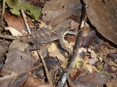 Anolis wilsoni