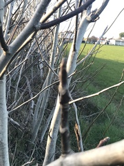 Fraxinus excelsior