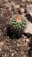 Mammillaria mystax