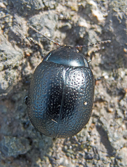 Chrysolina vernalis