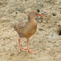Rallus longirostris