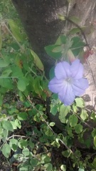 Ruellia hirsutoglandulosa