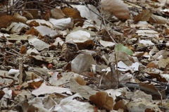 Caprimulgus pectoralis