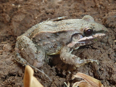 Leptodactylus fragilis