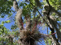 Tillandsia bartramii image