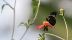 Pereute charops charops