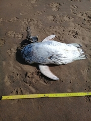 Spheniscus magellanicus