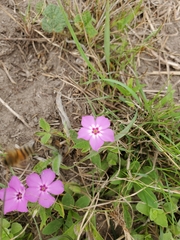 Phlox drummondii