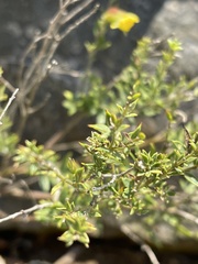 Pearsonia aristata